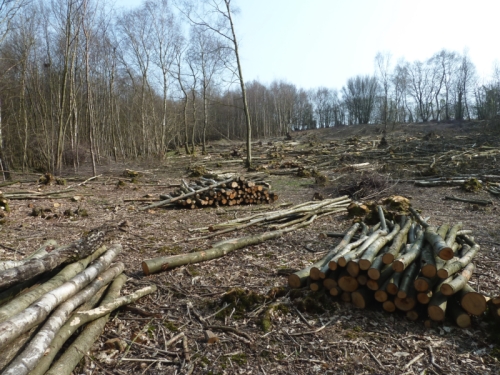 recently cut coppice in March 2011