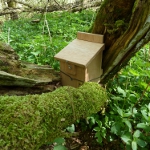 Dormouse nesting box No.2