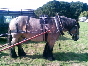 Ardenne Heavy Horse with logging arch