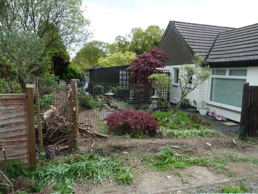 Cleared conifer hedge