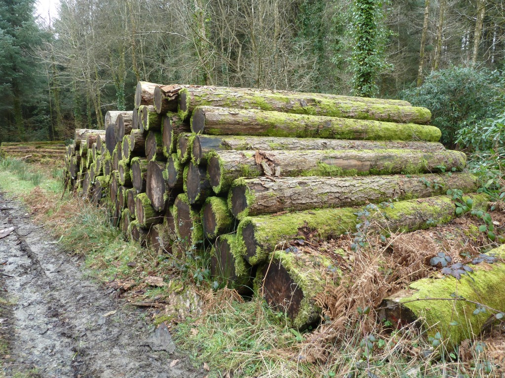 Larch sawlogs