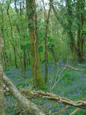 Ancient semi natural woodland Devon