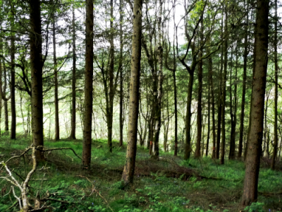 larch & broadleaves