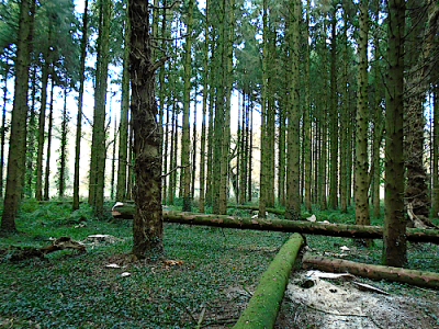 Norway spruce Oak