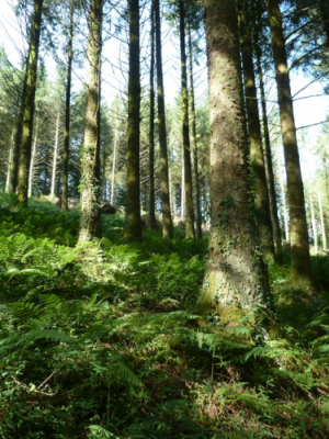 Sitka-Spruce-stand forestry Sitka Spruce