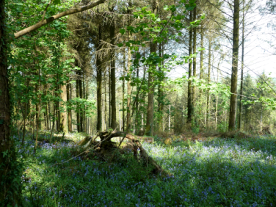 Sitka Spruce bluebells