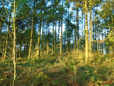 Stand of Douglas Fir