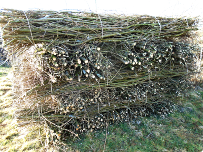 coppiced Sweet Chestnut