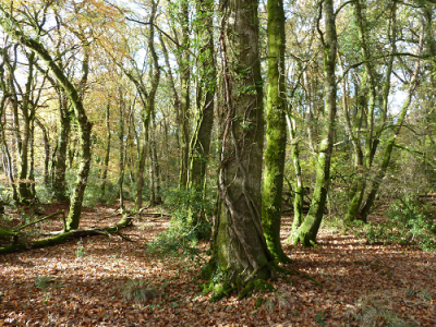 Semi-natural broadleaf woodland