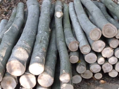 Coppiced Sweet Chestnut, Sussex coppiced Sweet Chestnut